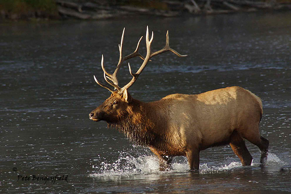 elk-4920-d