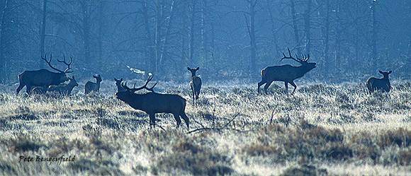 elk-3990-f