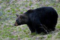 Black Bears