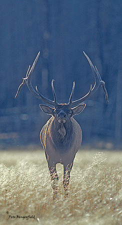 elk-2674-f