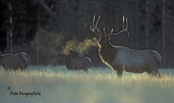 elk-1761-K