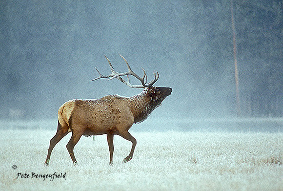 elk-2088-k