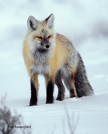 fox-272-f