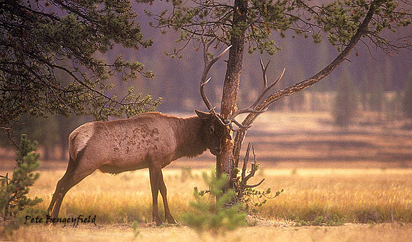 elk-2011-k