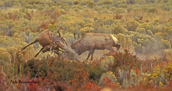 elk-2509-f