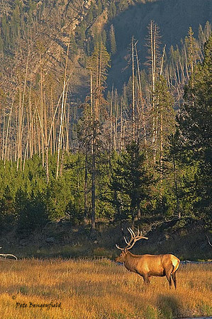 ELK-4512-d