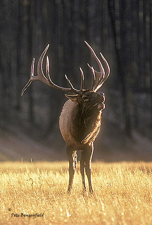 elk-1218-k