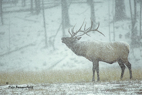elk-1095-k