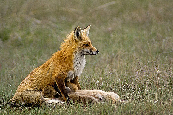 fox-376-d