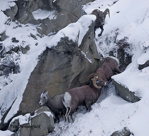 bs-1080-d