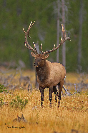 ELK-4596