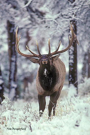 elk-1873-k