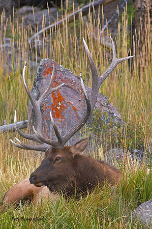 Elk-4583
