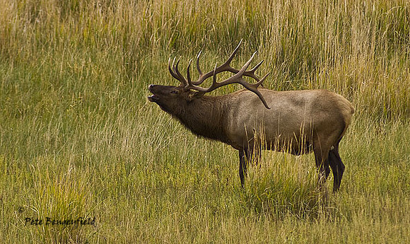 elk-4857-d