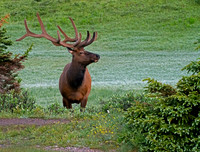 elk-4781-d
