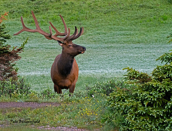 elk-4781-d