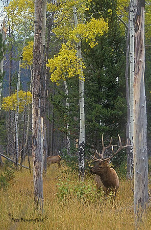 elk-2808-f