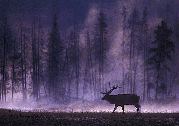 elk-3427-f