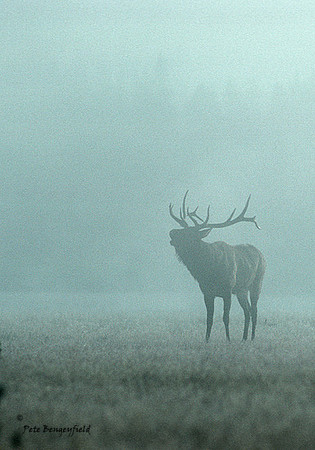 elk-1110-k