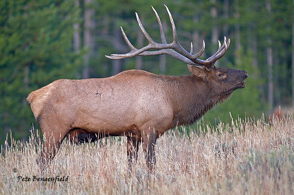 elk-4759