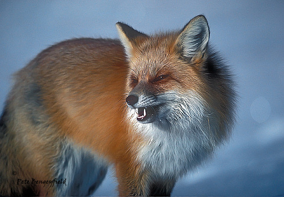 fox-015-k