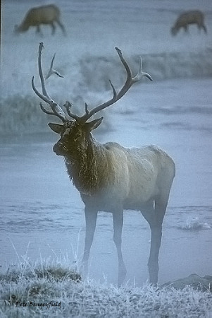 elk-281-k