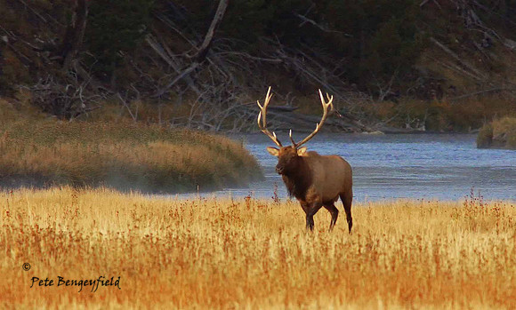 elk-4915-d