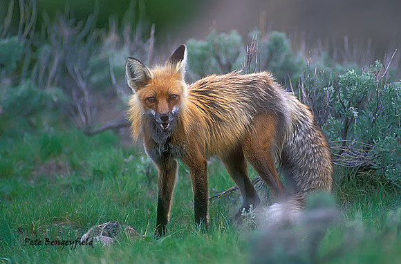 fox-320-f