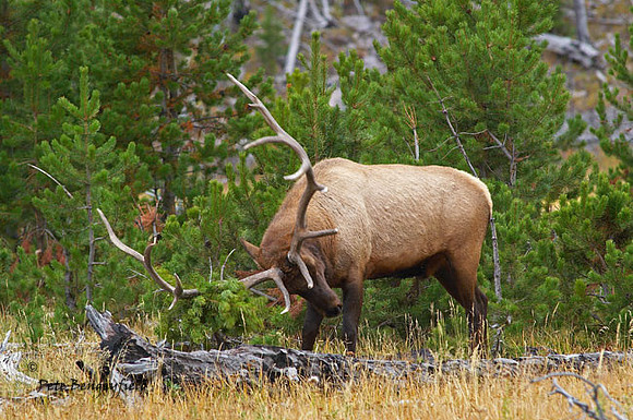 ELK-4567-d