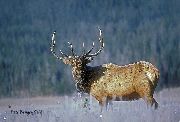 elk-0378-k