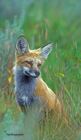 fox-200-k