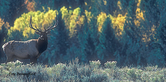 elk-2520-f