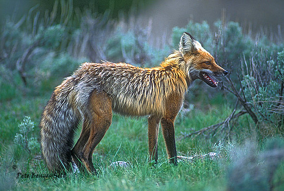 fox-323-f