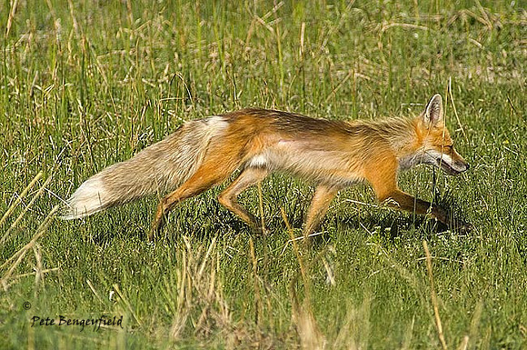 fox-343-d