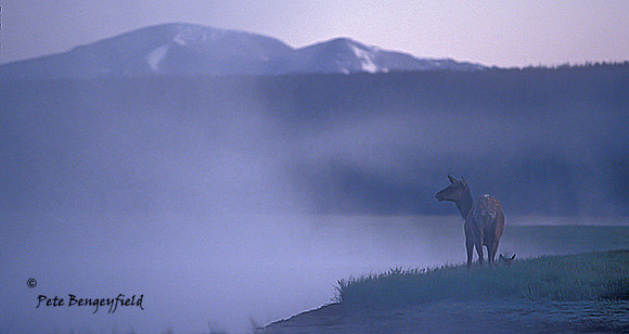 elk-2988-f