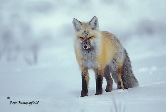 fox-273-f