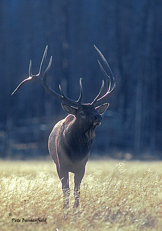 elk-2652-f