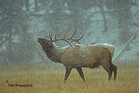 elk-1086-k