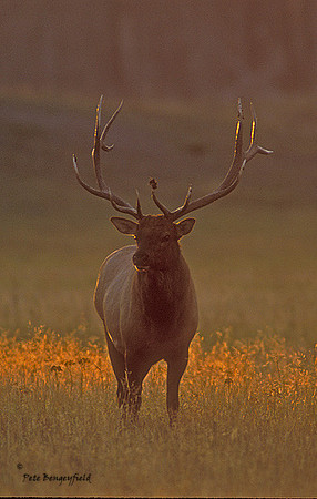 elk-3130-f