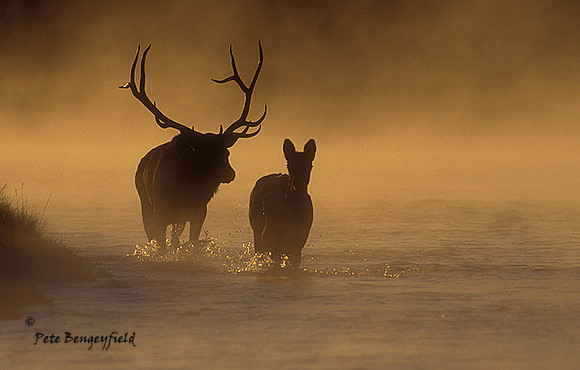 elk-3376-f