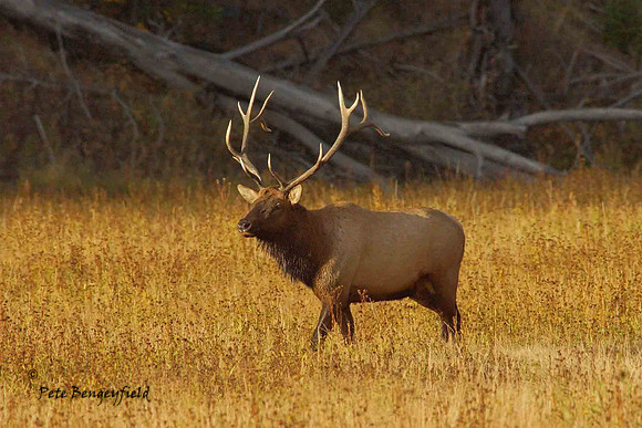 elk-4917-d
