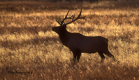 elk-3576-f