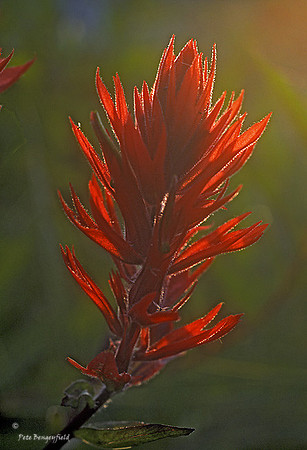 red-056-k