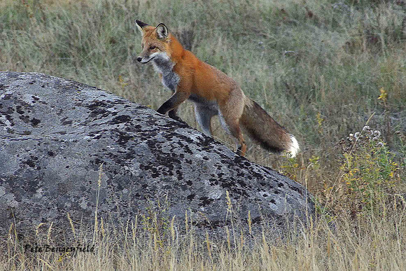 fox-498-d