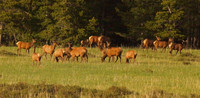 elk-4767-d