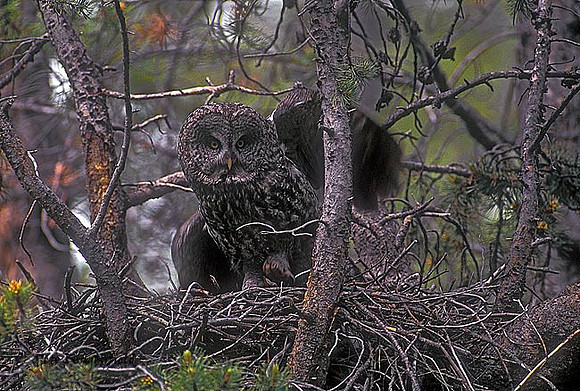 owl-302-f