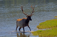 elk-4771-d