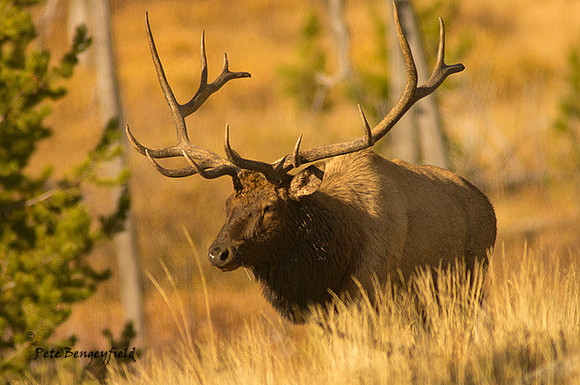 elk-4874-d