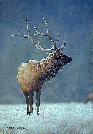 elk-2095-k