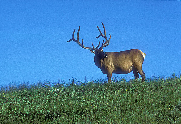 elk-1017-k